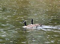FAUNE 4 (35).JPG